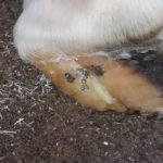 Hoof Crack